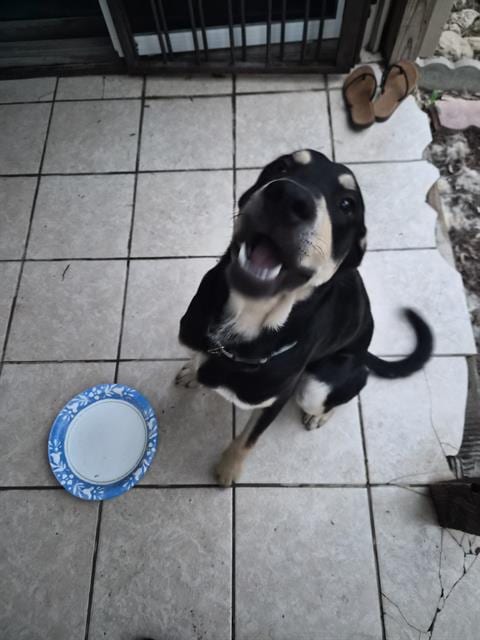 Photo of Bubby, adoptable dog in San Antonio, Texas