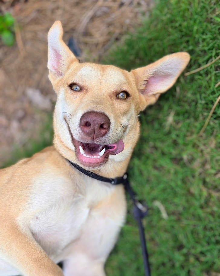 Photo of Chicken Nugget, adoptable Mixed Breed in Douglasville, Georgia