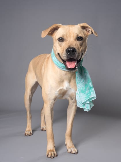 Photo of Marie, adoptable dog in Atlanta, Georgia