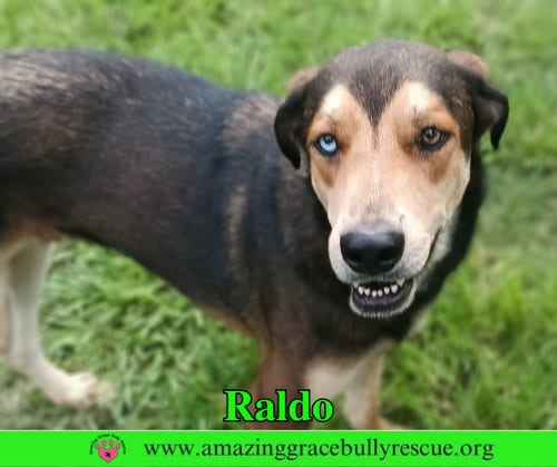 Photo of Raldo, adoptable Shepherd in Milton, Florida