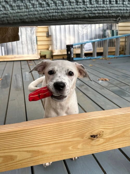 Photo of Fiona, adoptable Pointer in Willingboro, New Jersey