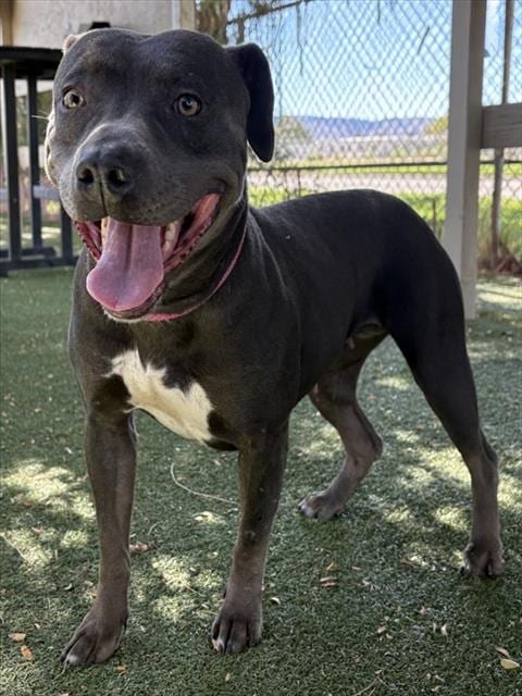Photo of Leslie, adoptable Pit Bull Terrier in Lancaster, California