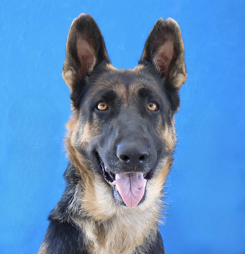 Photo of Birdie, adoptable German Shepherd Dog in Pasadena, California