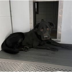 Photo of Budie, adoptable Labrador Retriever in San Bernardino, California