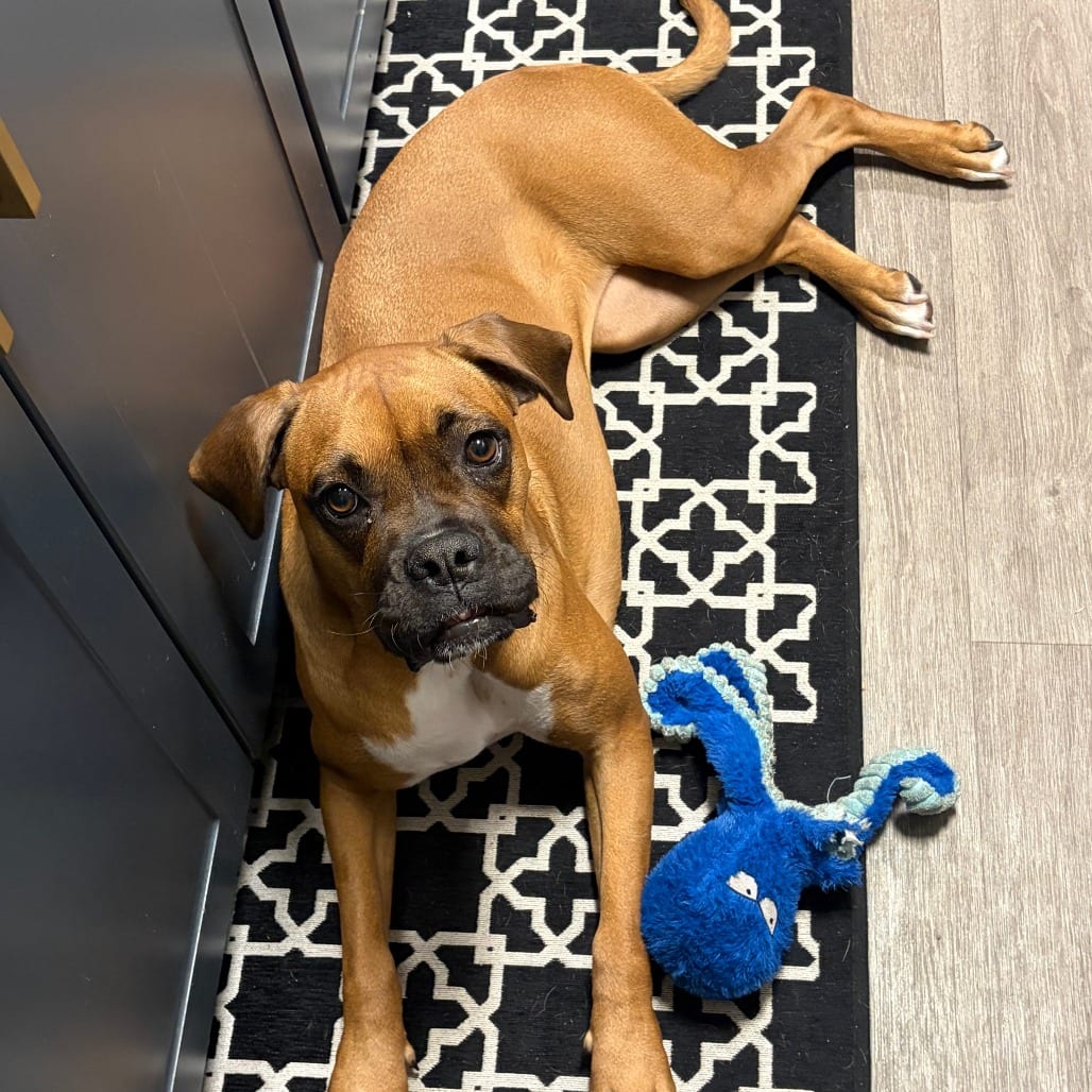 Photo of Delilah 15959, adoptable Boxer in Phoenix, Arizona