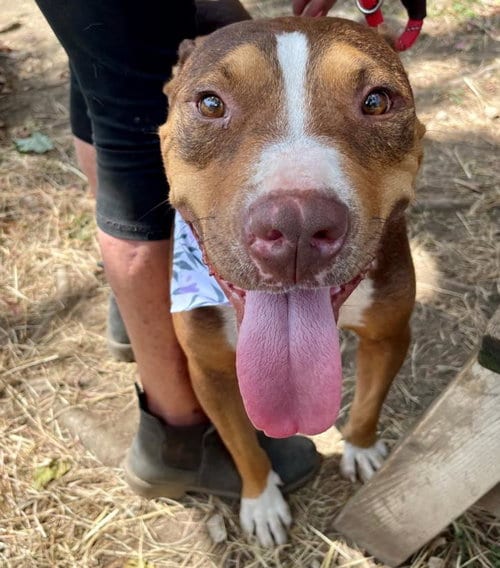 Photo of Jordan, adoptable American Pit Bull Terrier in Tulsa, Oklahoma