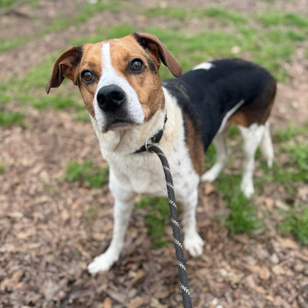 Photo of Monty, adoptable Terrier, American Staffordshire / Mixed Breed (Medium) in Whitestone, New York
