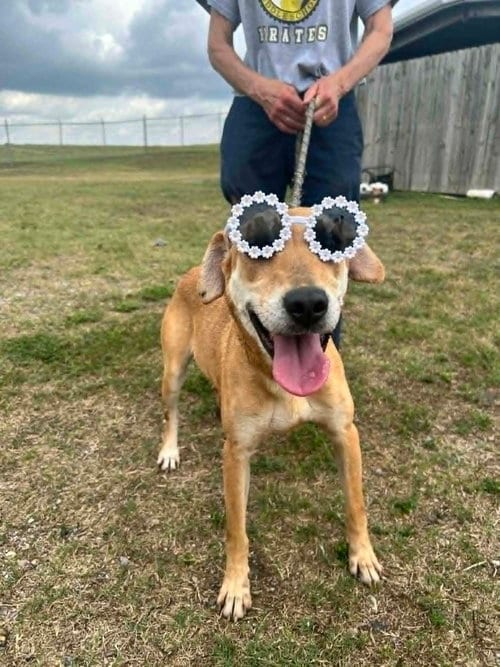 Photo of Georgia, adoptable Terrier in Abbeville, Louisiana