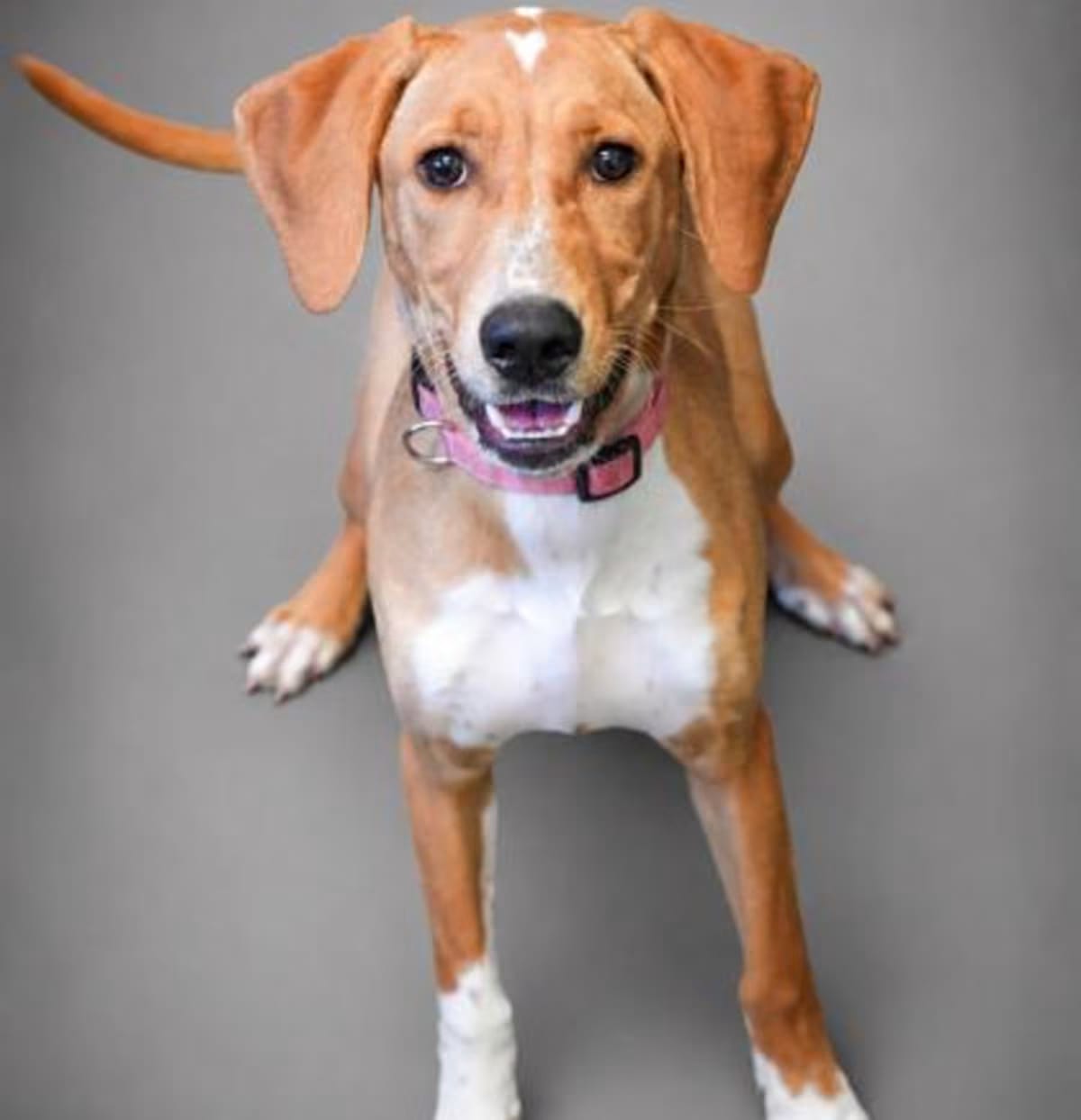 Photo of Bailey, adoptable Golden Retriever in Bridgewater, New Jersey