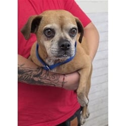Photo of Maisie, adoptable Beagle Chihuahua in San Bernardino, California