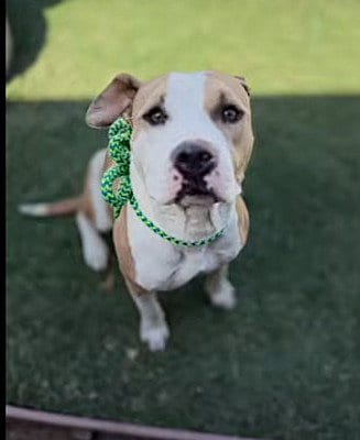 Photo of Raleigh, adoptable Pit Bull Terrier in Sacramento, California