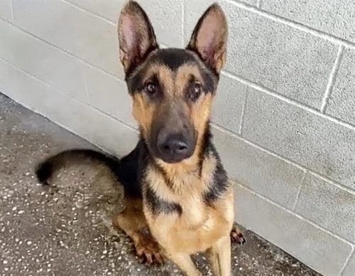 Photo of A662654, adoptable German Shepherd Dog in Houston, Texas