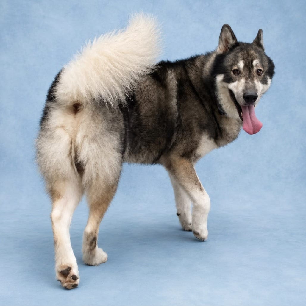 Photo of Iceberg, adoptable Husky in Summerville, South Carolina