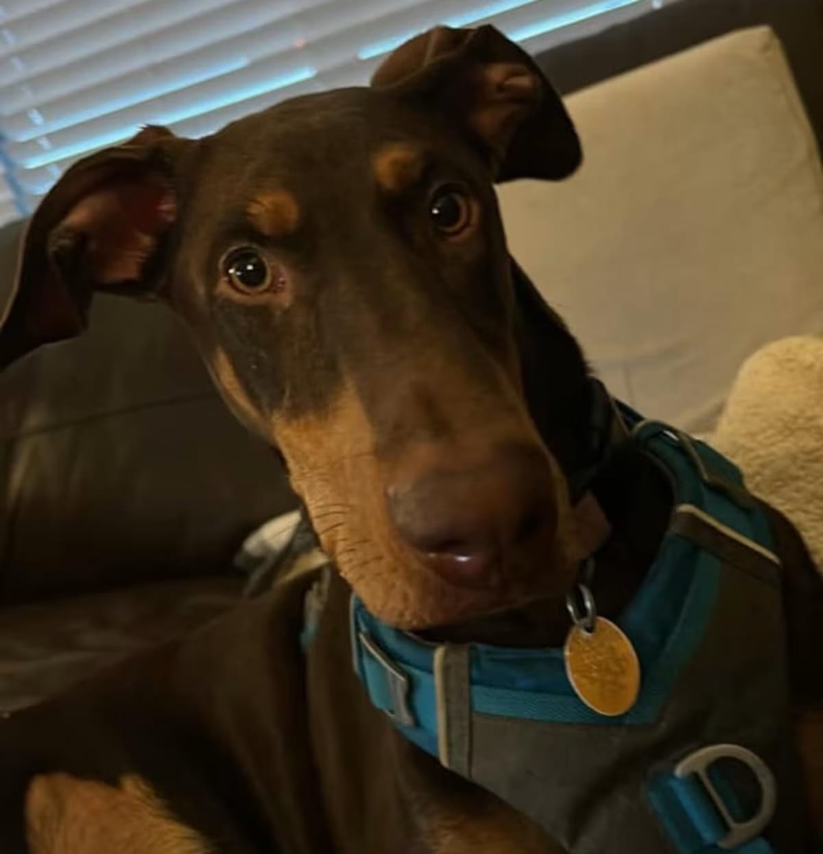 Photo of Spirit, adoptable Doberman Pinscher in Fountain, Colorado