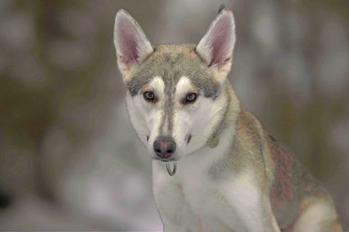Photo of Pixie, adoptable Siberian Husky in Walnut Creek, California