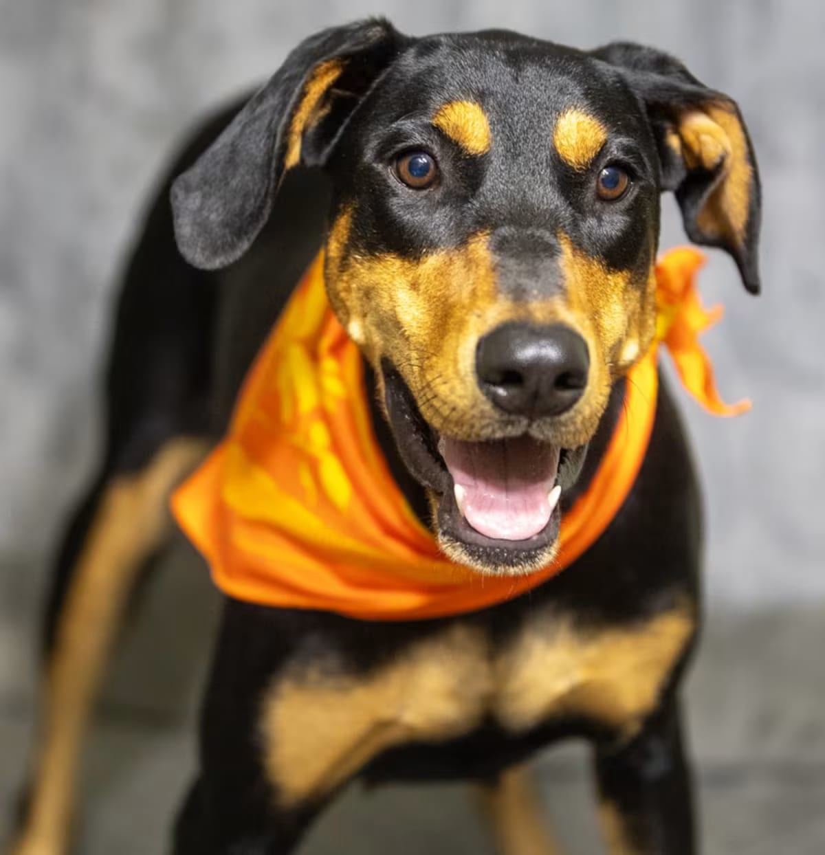 Photo of Ebba, adoptable Doberman Pinscher/Mixed Breed (Large) in Willowbrook, Illinois