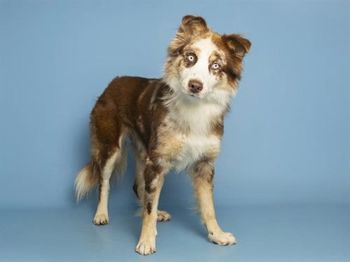 Photo of Vinny, adoptable Australian Shepherd in Phoenix, Arizona