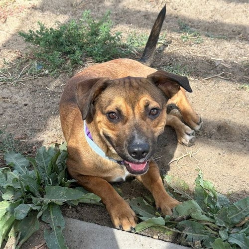 Photo of Biscuit, adoptable Pembroke Welsh Corgi in Aurora, Colorado