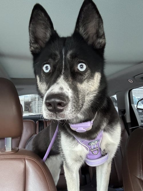 Photo of Dascha, adoptable Husky in McKinney, Texas