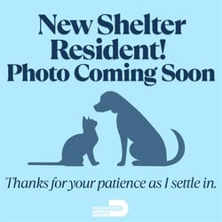 Photo of Zippy, adoptable Rat Terrier in Doral, Florida