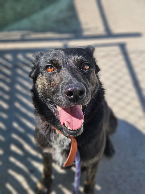 Photo of Molly, adoptable German Shepherd Dog in Monte Vista, Colorado