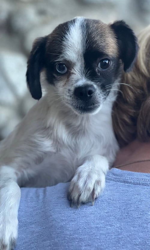 Photo of Buster, adoptable Terrier in Dana Point, California