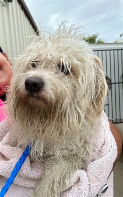 Photo of Mr.Poodle, adoptable Poodle (Miniature) in Killeen, Texas