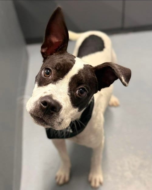 Photo of MooMoo, adoptable Staffordshire Bull Terrier in Sedalia, Colorado