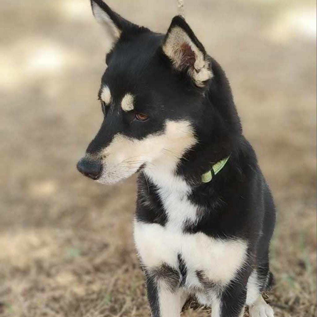 Photo of Timothee, adoptable Husky / Mixed Breed (Medium) in Weatherford, Texas