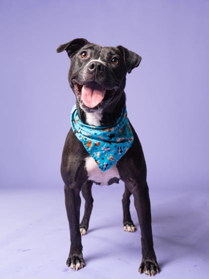 Photo of Sweethart, adoptable dog in Atlanta, Georgia