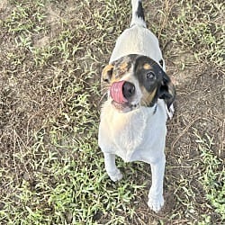 Photo of Rue, adoptable Hound (Unknown Type) in East Hartford, Connecticut