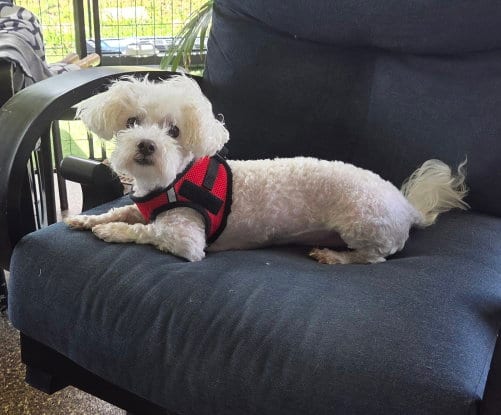 Photo of Wrigley, adoptable Bichon Frise in Spring, Texas