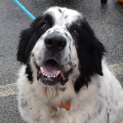 Photo of Lucia, adoptable Newfoundland Dog in Normal, Illinois