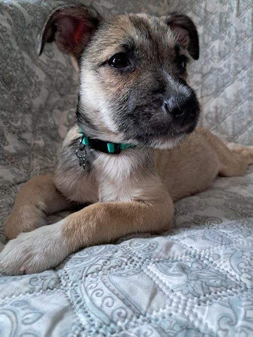 Photo of Deedee, adoptable Chihuahua in Princeton, Minnesota