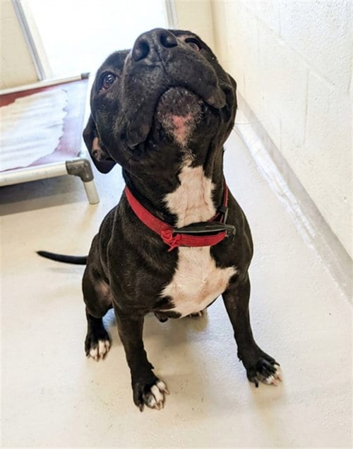 Photo of Mary Puppins, adoptable Pit Bull Terrier in Texas City, Texas