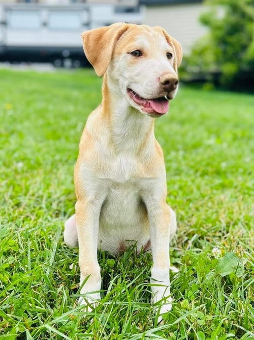 Photo of Oliver, adoptable Carolina Dog in Elizabethtown, Pennsylvania