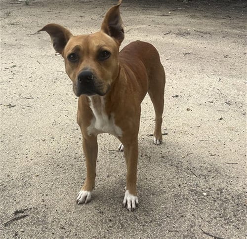 Photo of Truffle, adoptable Rhodesian Ridgeback in Waco, Texas