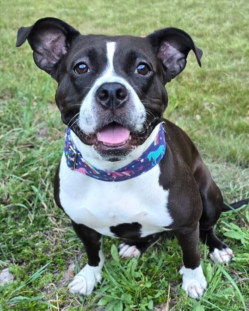 Photo of Maddie, adoptable American Pit Bull Terrier in Westminster, Massachusetts