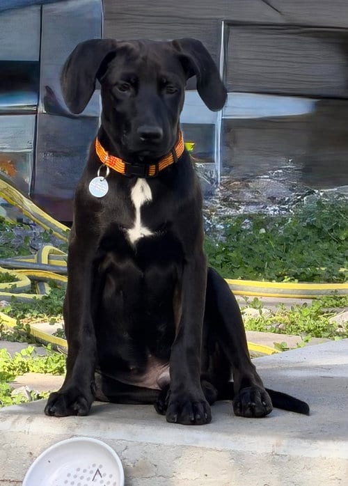 Photo of Cody, adoptable Labrador Retriever in Salt Lake City, Utah
