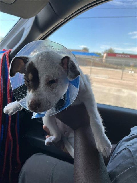 Photo of A663365, adoptable Labrador Retriever in Houston, Texas