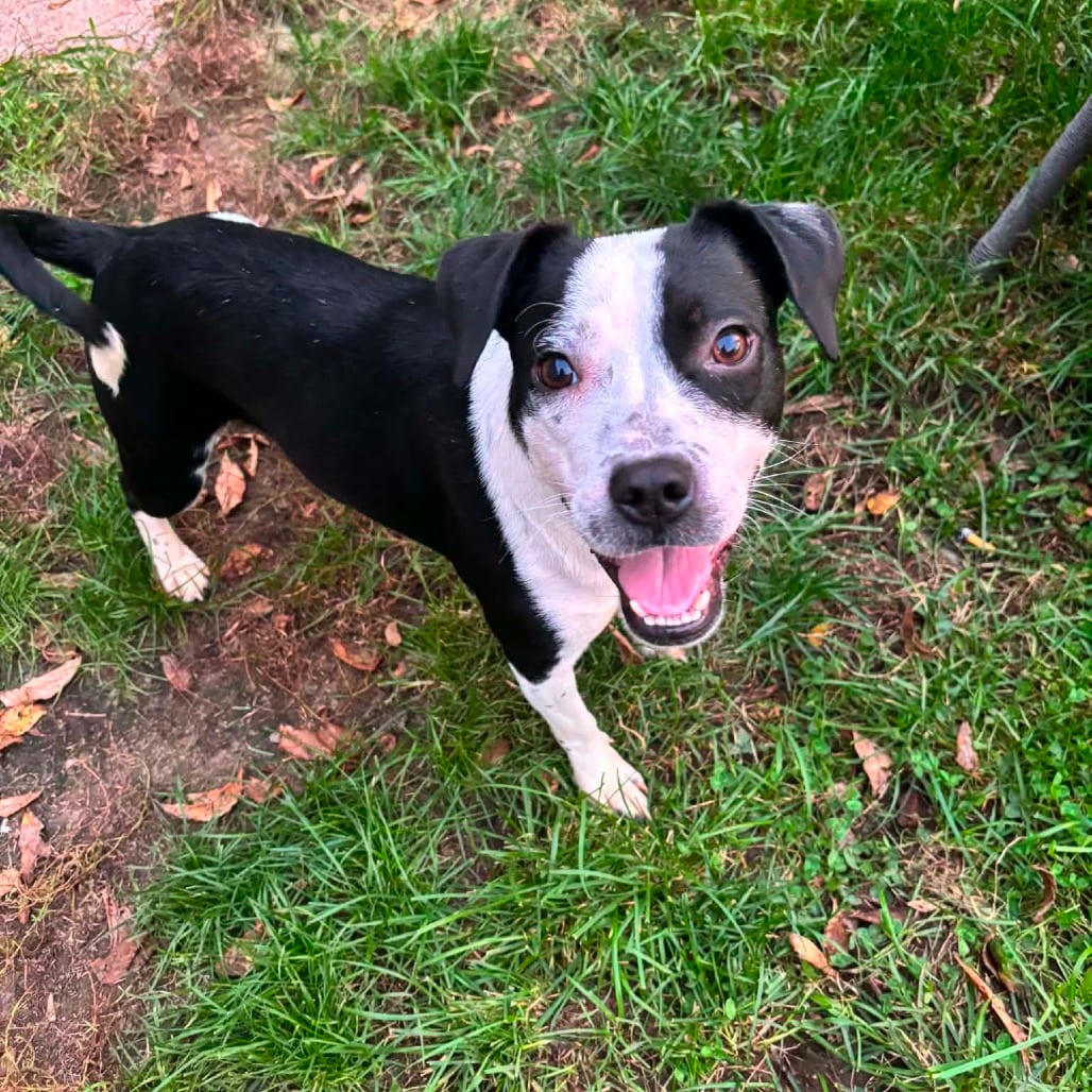 Photo of Houndstooth, adoptable Mixed Breed (Medium) in DeKalb, Illinois