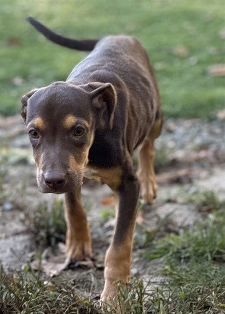 Photo of Sadie, adoptable Treeing Walker Coonhound in Brewster, Massachusetts