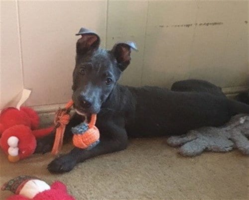 Photo of Belly, adoptable Pit Bull Terrier in San Bernardino, California