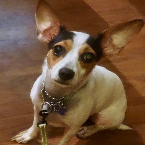 Photo of Shorty 26, adoptable Chihuahua in Batavia, Ohio