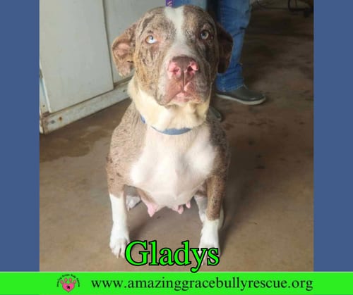 Photo of Gladys, adoptable Australian Shepherd in Milton, Florida