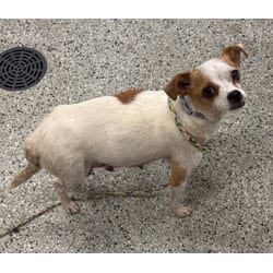 Photo of Sammy Ray, adoptable Mixed Breed (Medium) in Kansas City, Missouri