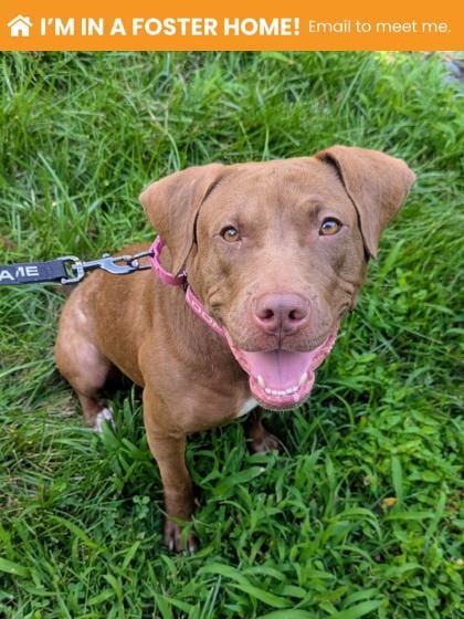 Photo of Watsu, adoptable dog in Baltimore, Maryland
