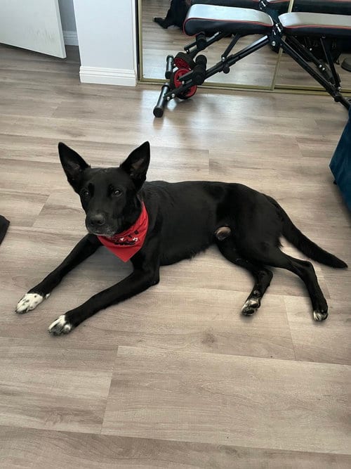 Photo of Shadow, adoptable German Shepherd Dog in Dana Point, California