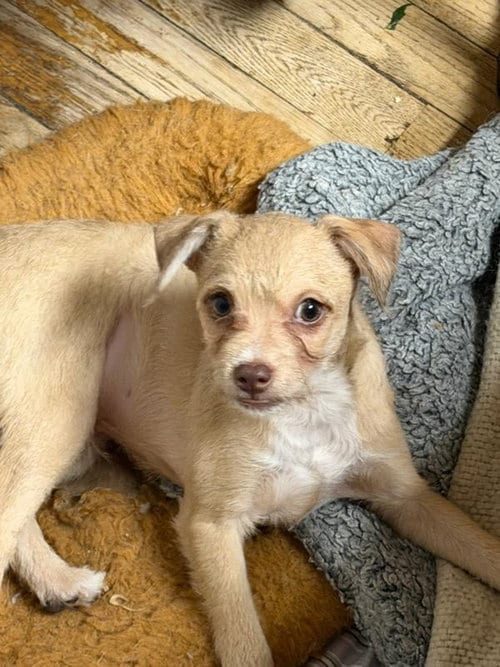 Photo of Peter, adoptable Chihuahua in Hewitt, New Jersey