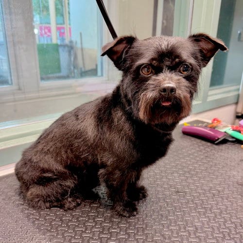 Photo of Echo, adoptable Unknown breed in Oakland, California